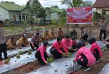 Polsek Pelangiran Luncurkan Program Pekarangan Lestari (P2L) untuk Mendukung Ketahanan Pangan