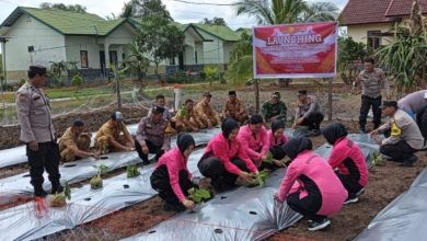 Polsek Pelangiran Luncurkan Program Pekarangan Lestari (P2L) untuk Mendukung Ketahanan Pangan